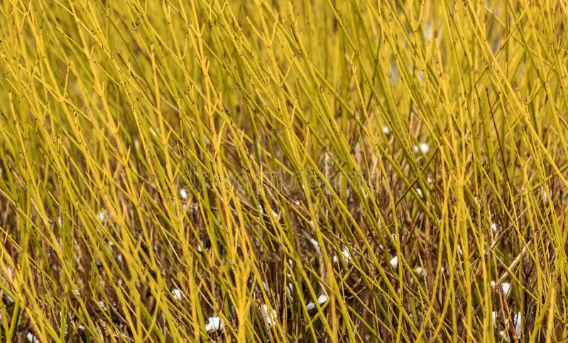 Cornejo amarillo - Cornus stolonifera `Flaviramea`