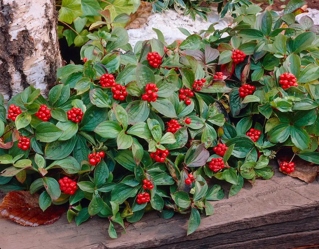 Cornus canadensis Corniso