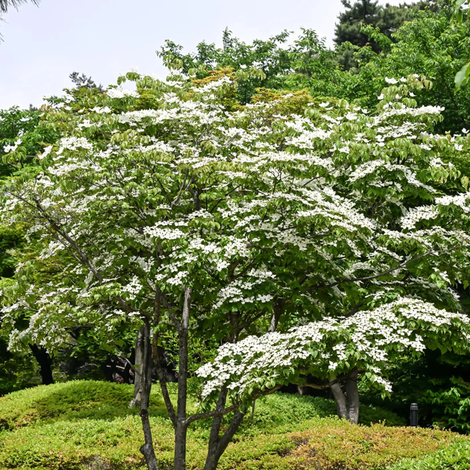 Cornejo japon�s - Cornus kousa Ohkan