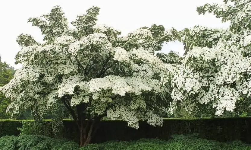 Cornejo japon�s - Cornus kousa Ohkan