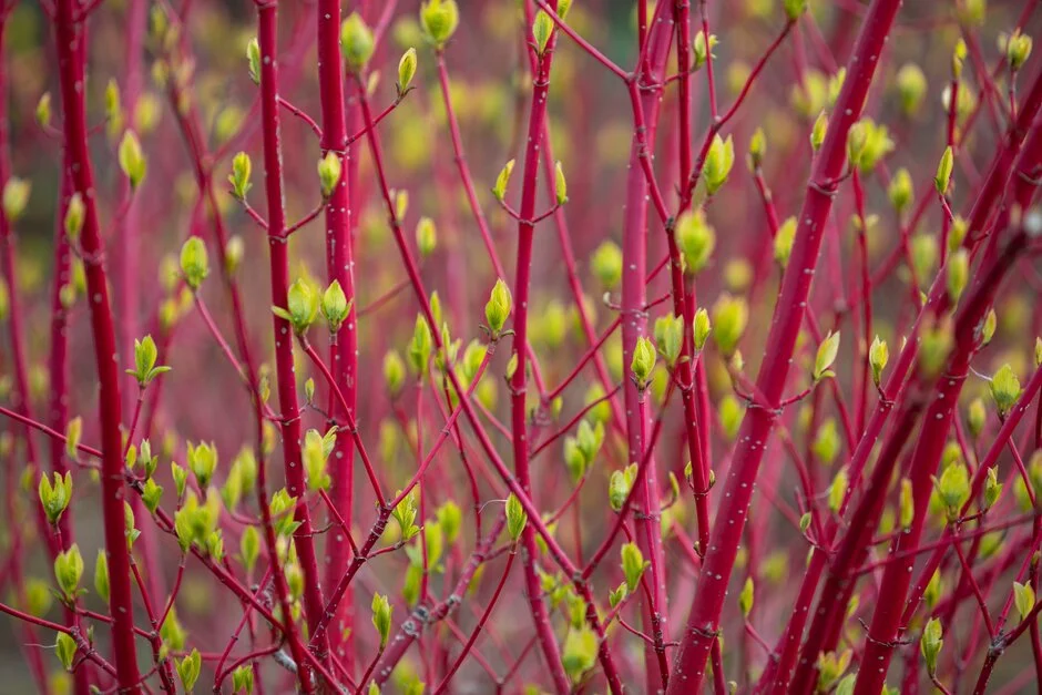 Cornejo rojo siberiano Sibirica - Cornus alba