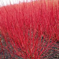 Cornejo siberiano Sibirica - Cornus alba