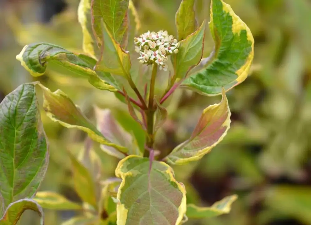 Cornejo siberiano blanco Spaethii cornus alba