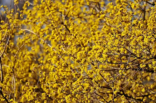 Cornus mas - Cornejo macho