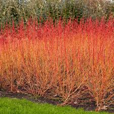 Cornus sanguinea `Mid Winter Fire` - Cornejo rojo