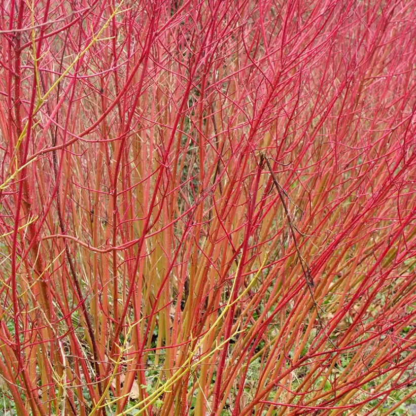 Cornus sanguinea `Mid Winter Fire` - Cornejo rojo