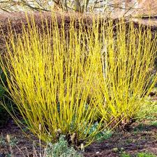 Cornejo amarillo - Cornus stolonifera `Flaviramea`