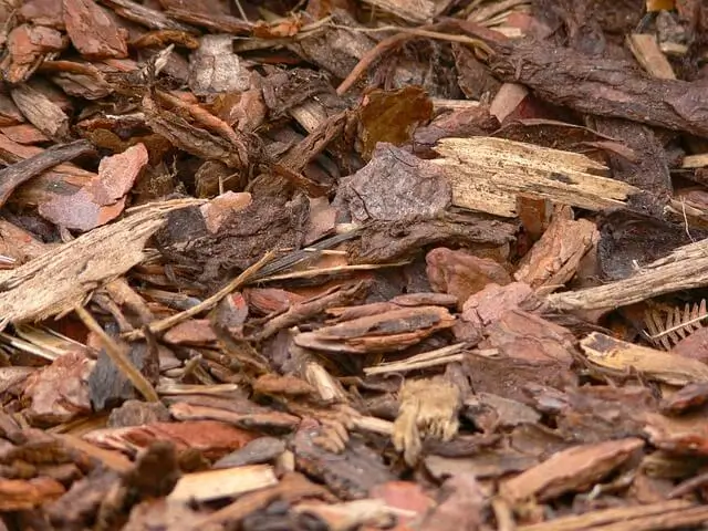 corteza de pino para frutos rojos