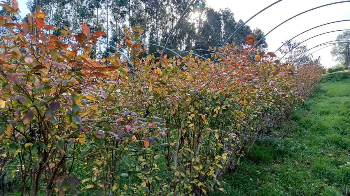 �Cu�nto  crecen las plantas de ar�ndanos?