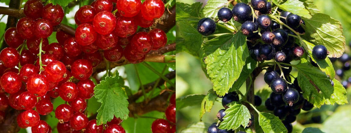 We produce different varieties of red and black currant and gooseberry