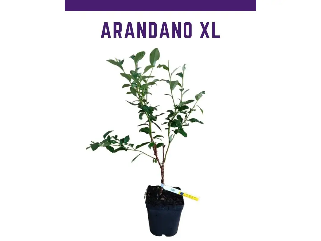 Planta arndano duke en maceta 4 L