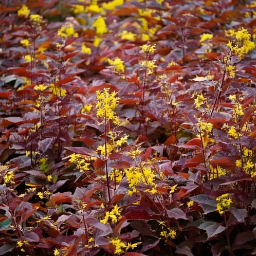Diervilla rivularis Troja Black