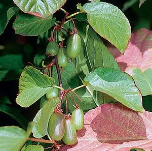 Planta Belleza del rtico Actinidia kolomikta mini kiwi autofertil