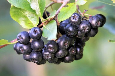 Es venenosa la aronia?