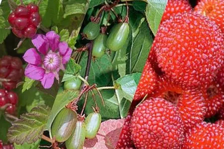 Rubus arcticus, Rubus illecebrosus, Rubus fruticosus, Rubus ellipticus, actinidia kolomikta