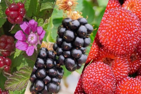 Rubus arcticus, Rubus illecebrosus, Rubus fruticosus