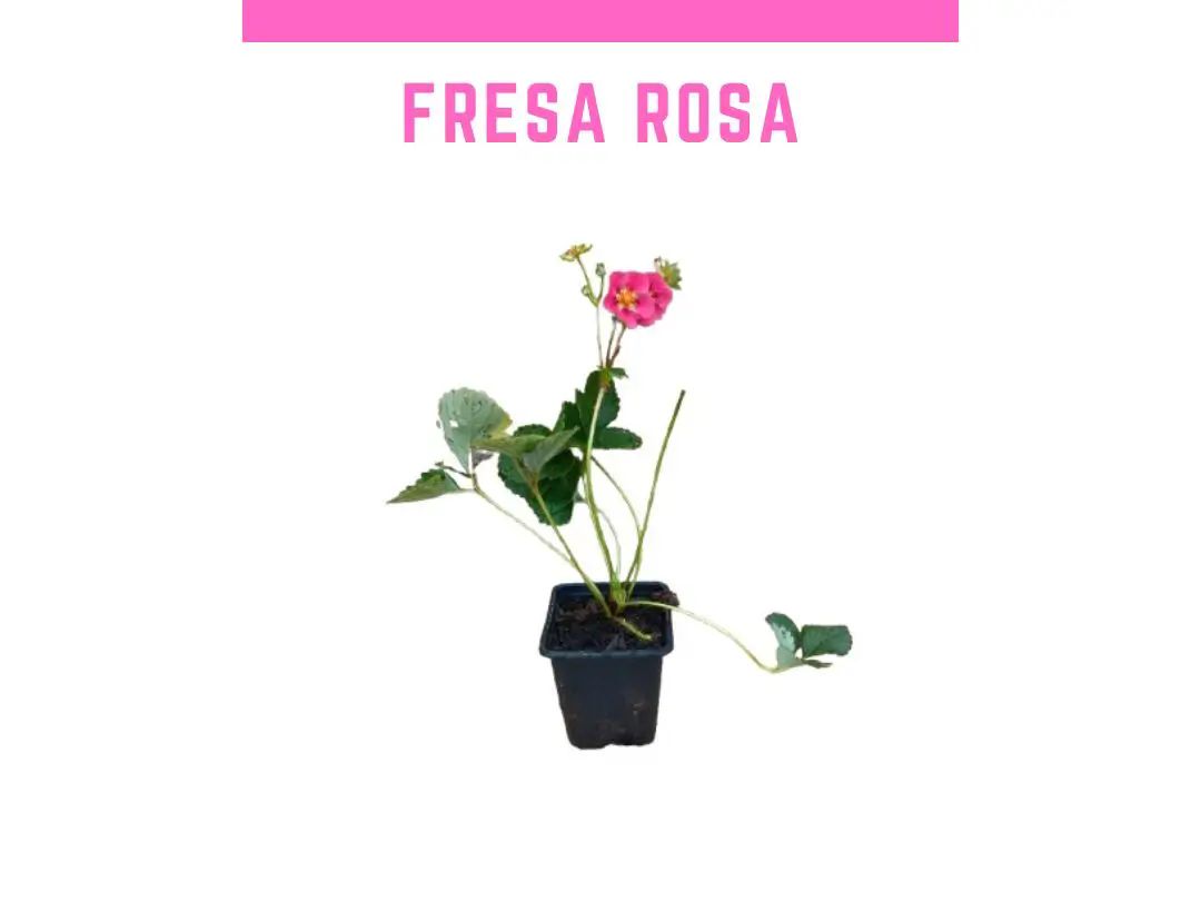 Plantas de fresa rosa Double Pleasure Standing Pink Wonder