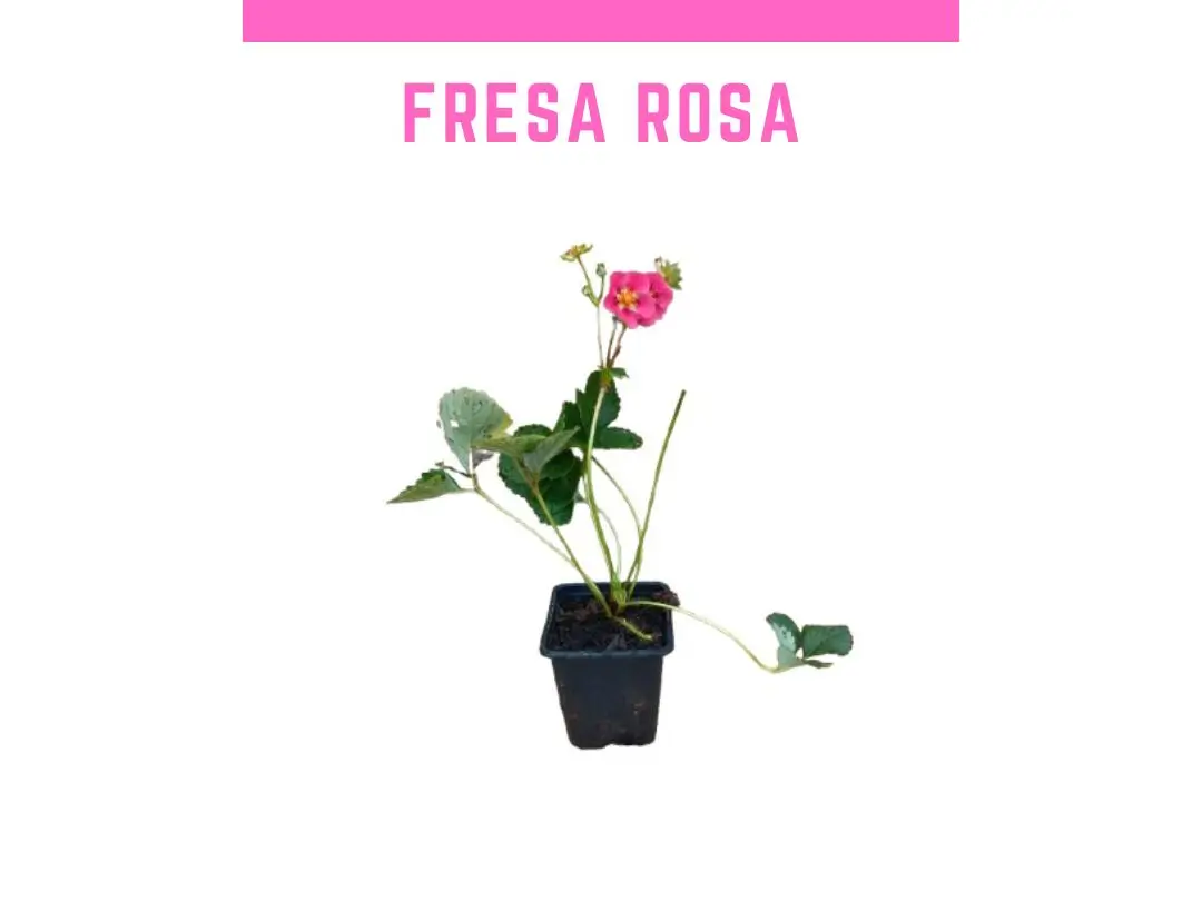 Plantas de fresa rosa Double Pleasure Standing Pink Wonder