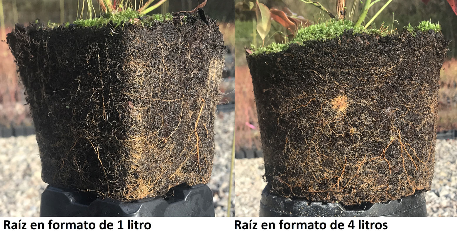 Raices del arndano