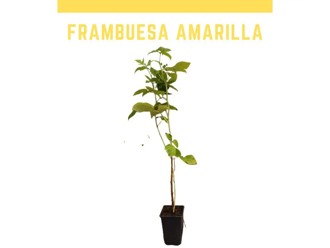Planta frambuesa amarilla remontante  maceta1L
