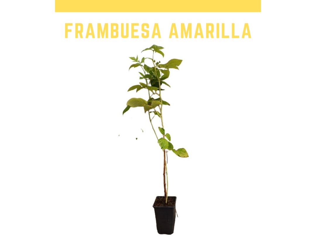 Planta de framboesa amarela vaso 1L