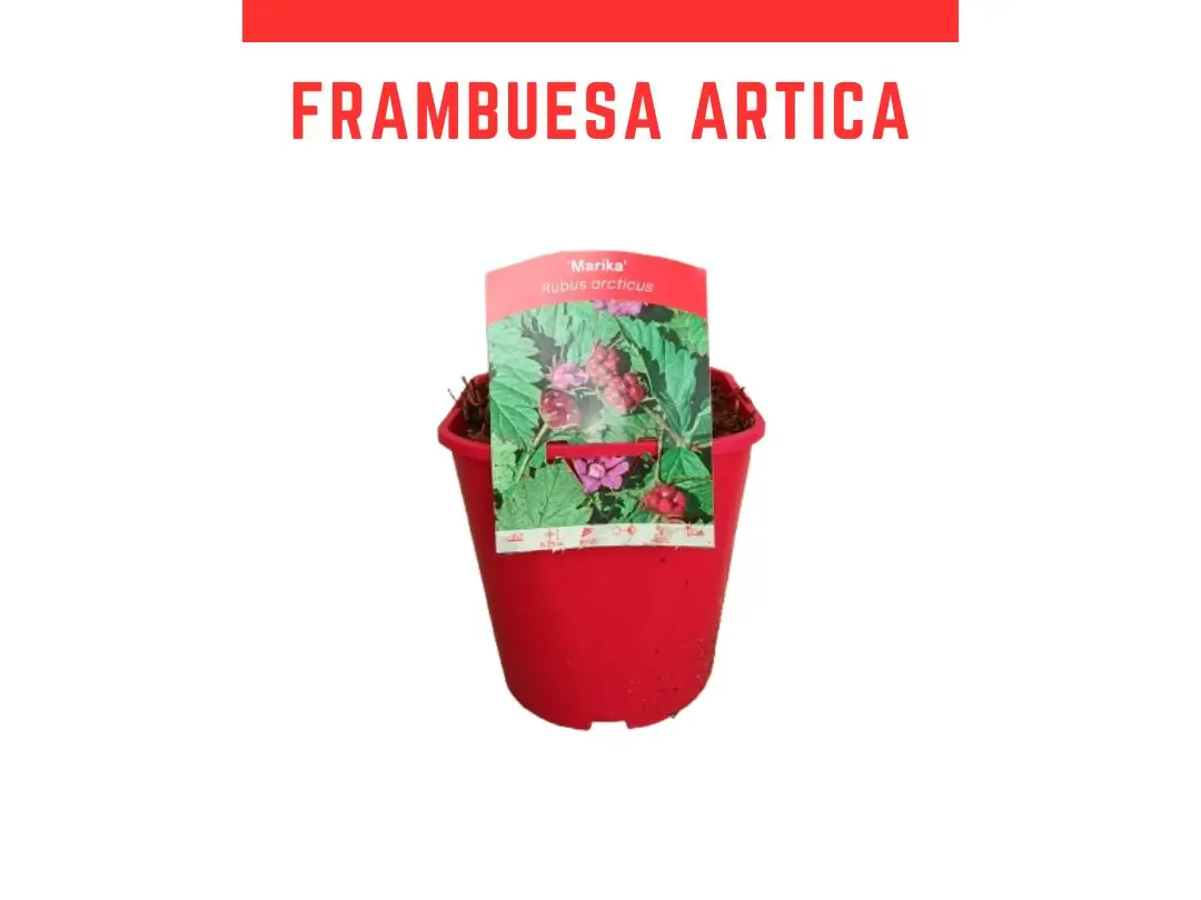 Frambuesa �rtica Marika Rubus arcticus