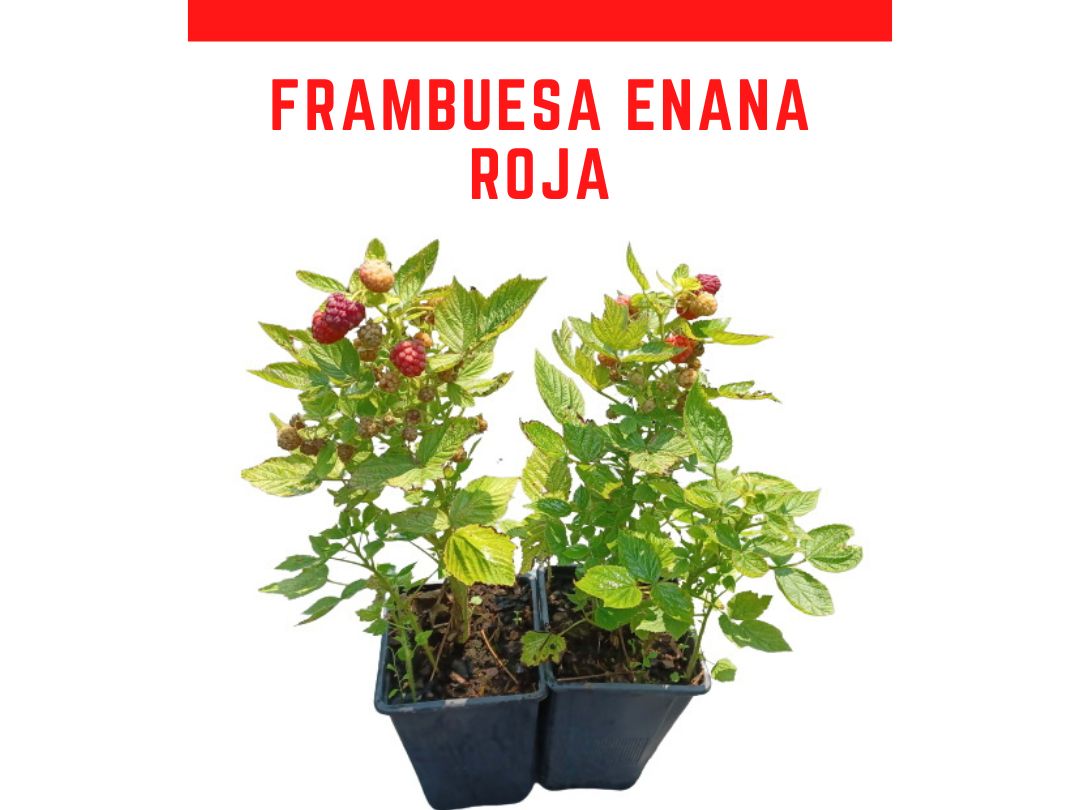 Planta frambuesa enana roja 1 L