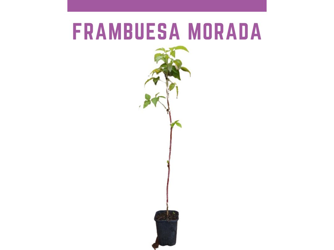 Frambuesa prpura morada