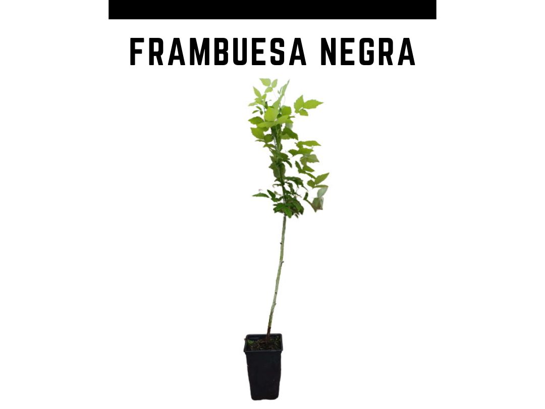 Planta frambuesa negra 1L Rubus occidentalis