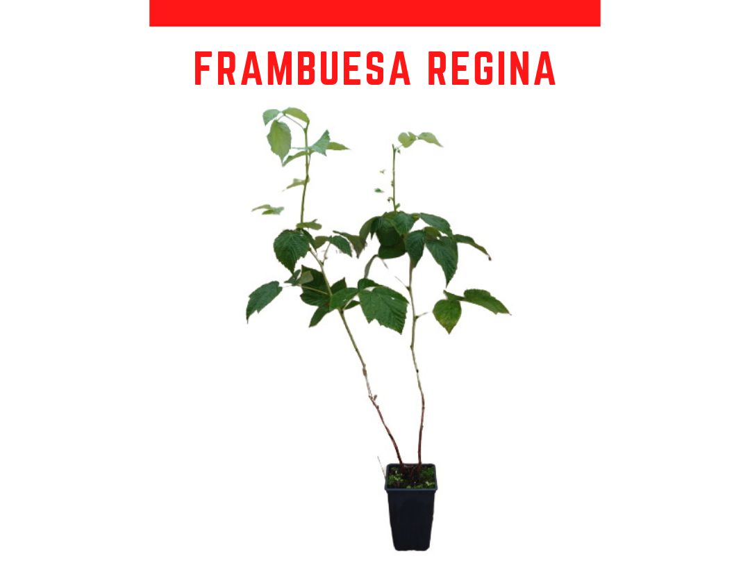 Planta de frambuesa regina maceta 1,5L
