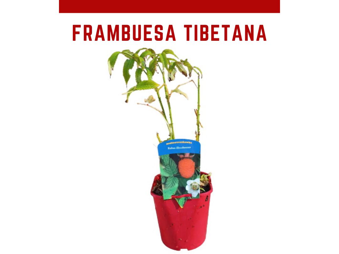 Frambuesa tibetana (Rubus illecebrosus)