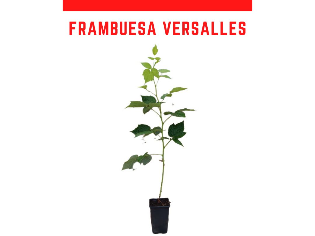 Planta de framboesa sem espinhos Versailles vaso 1 L