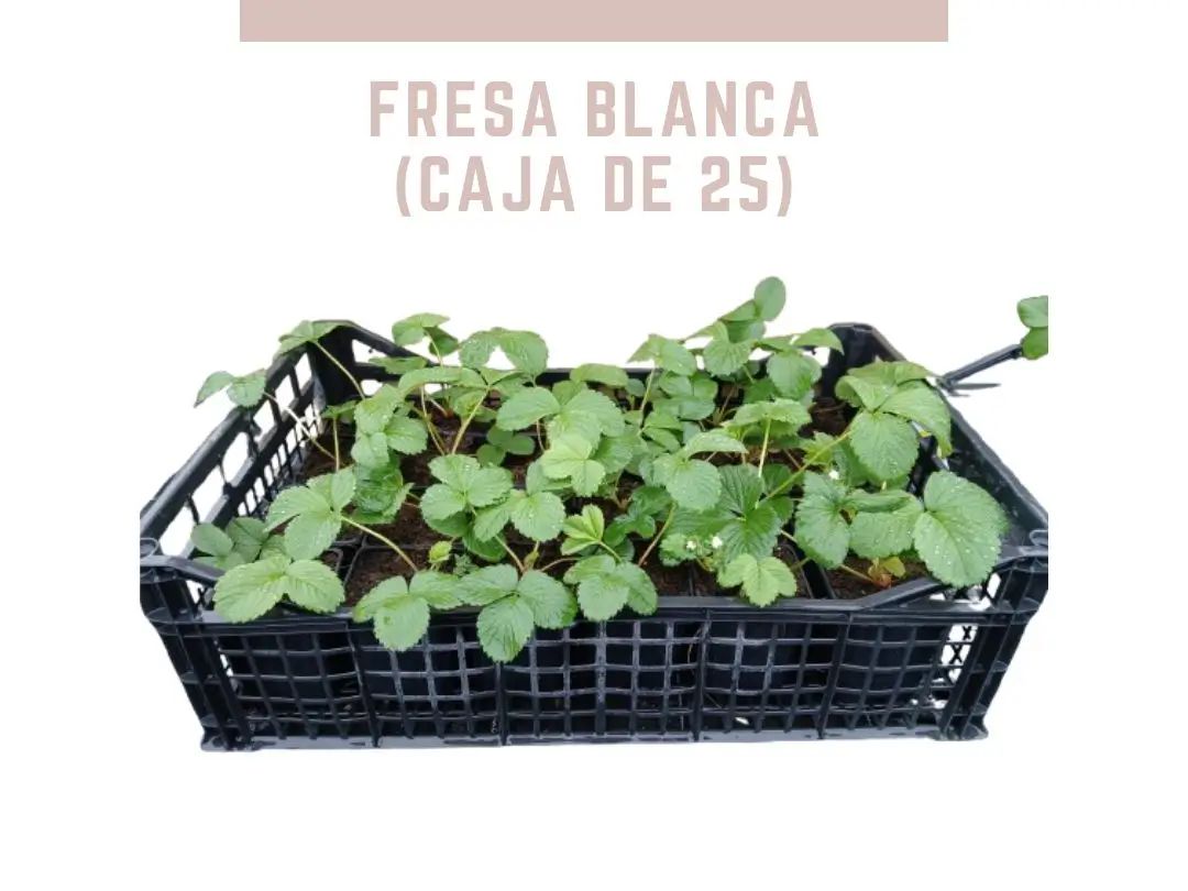 Caja de fresa blanca con 25 plantas en maceta p9