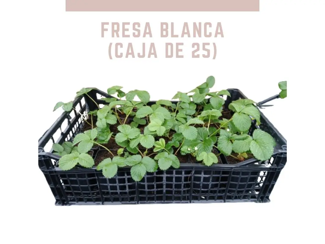 Caja de fresa blanca con 25 plantas en maceta p9