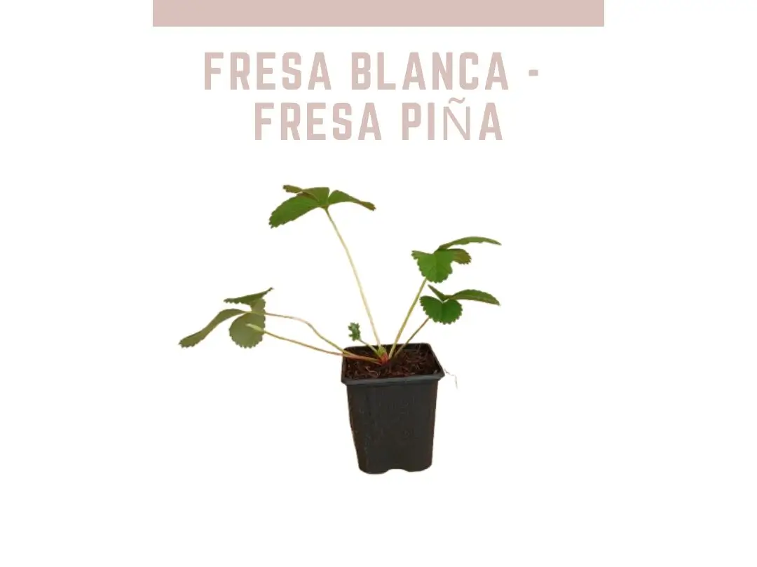Planta de fresa blanca Anablanca maceta P9