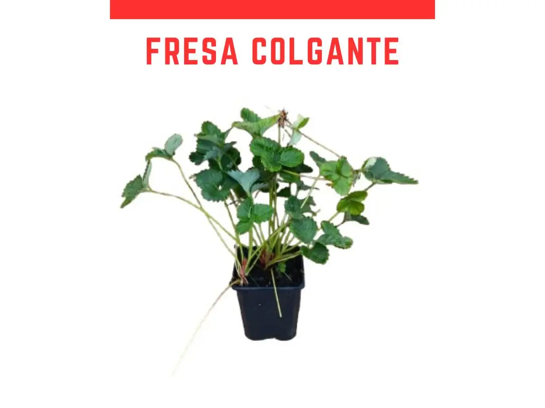 Plantas de fresa colgante Perfume Freejumper