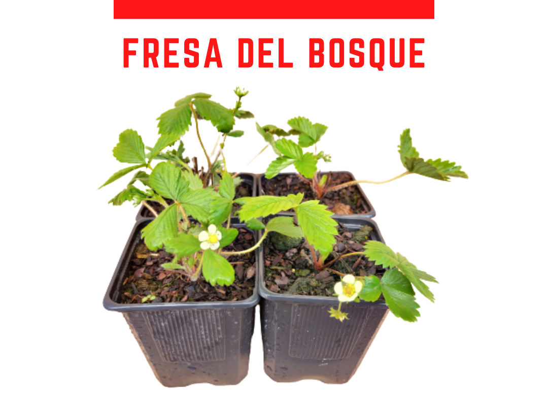 Venta online de fresas del bosque