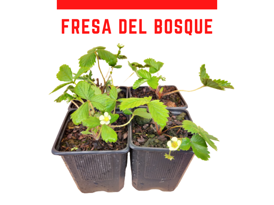 Venta online de fresas del bosque maceta