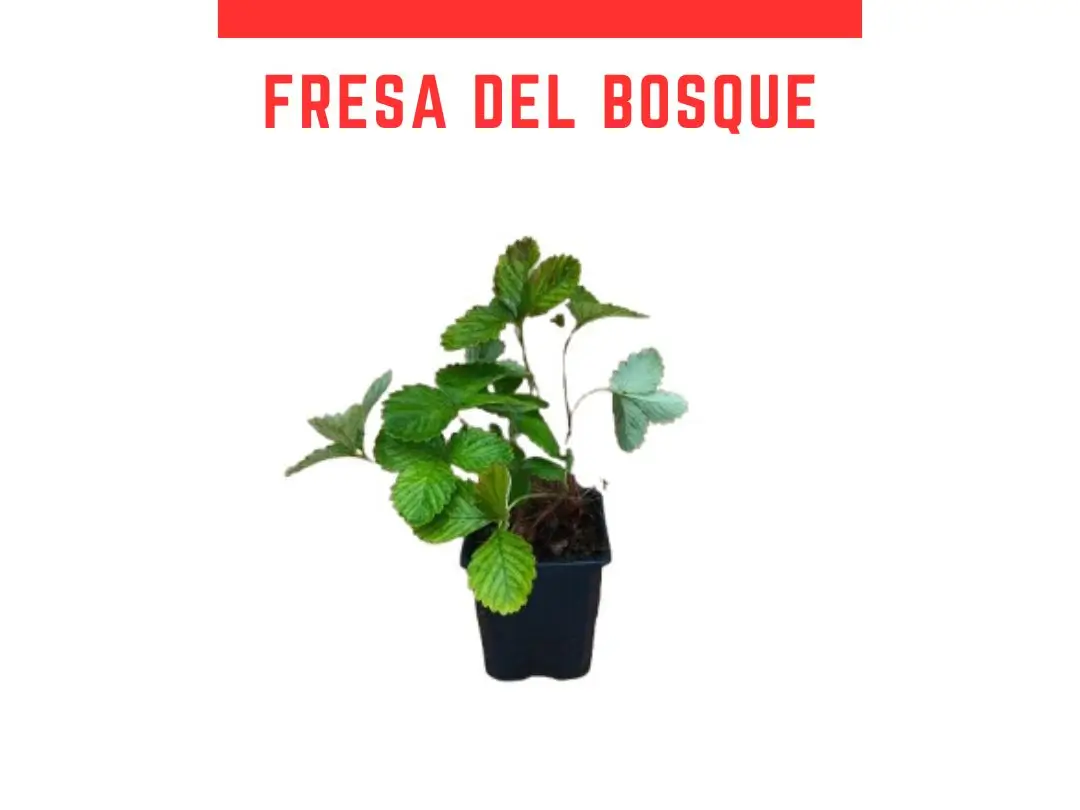 Venta online de fresas del bosque maceta