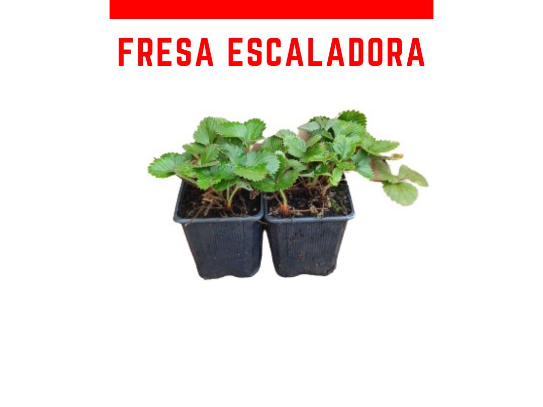 Plantas de fresa colgante Perfume Freejumper