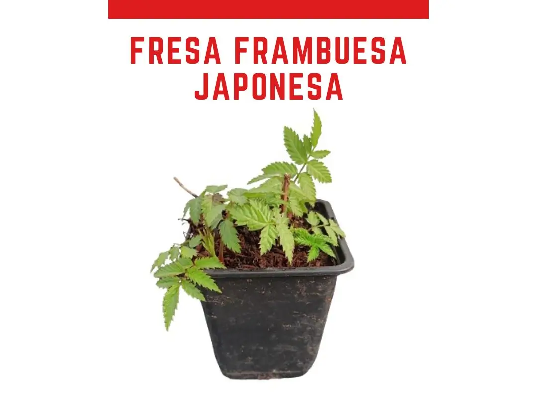 Fresa frambuesa japonesa (Rubus illecebrosus)