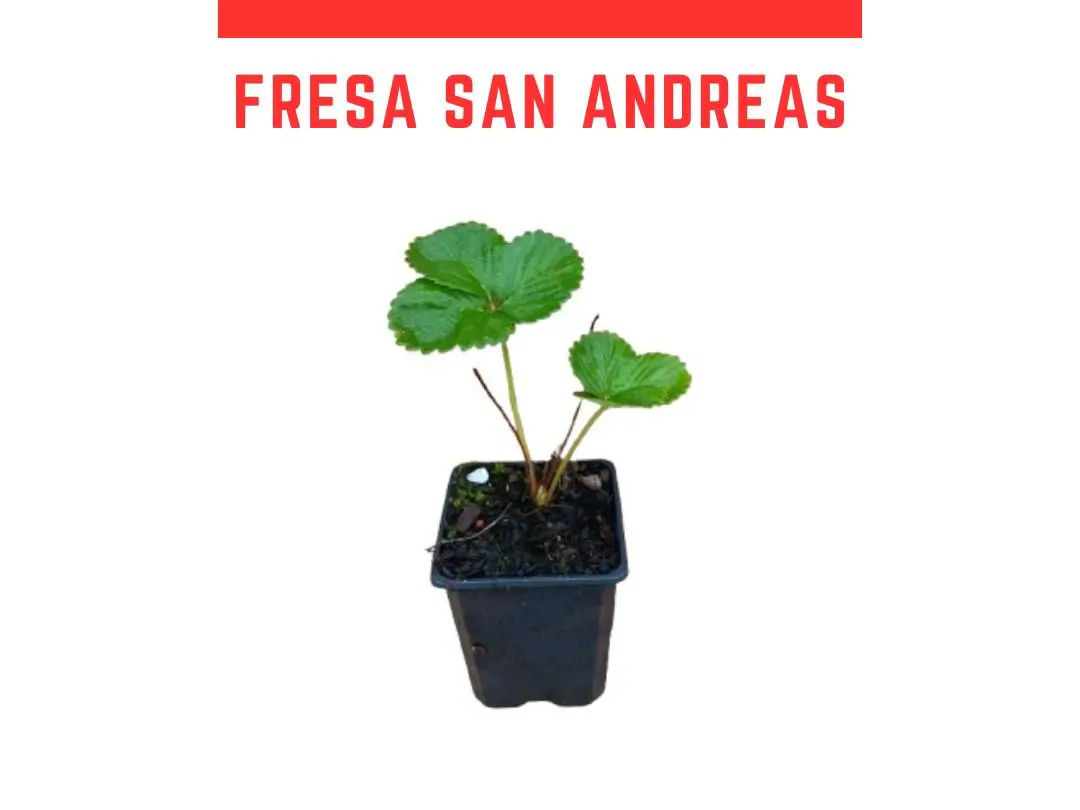 Venta de plantas de fresa San andreas (Fresón)