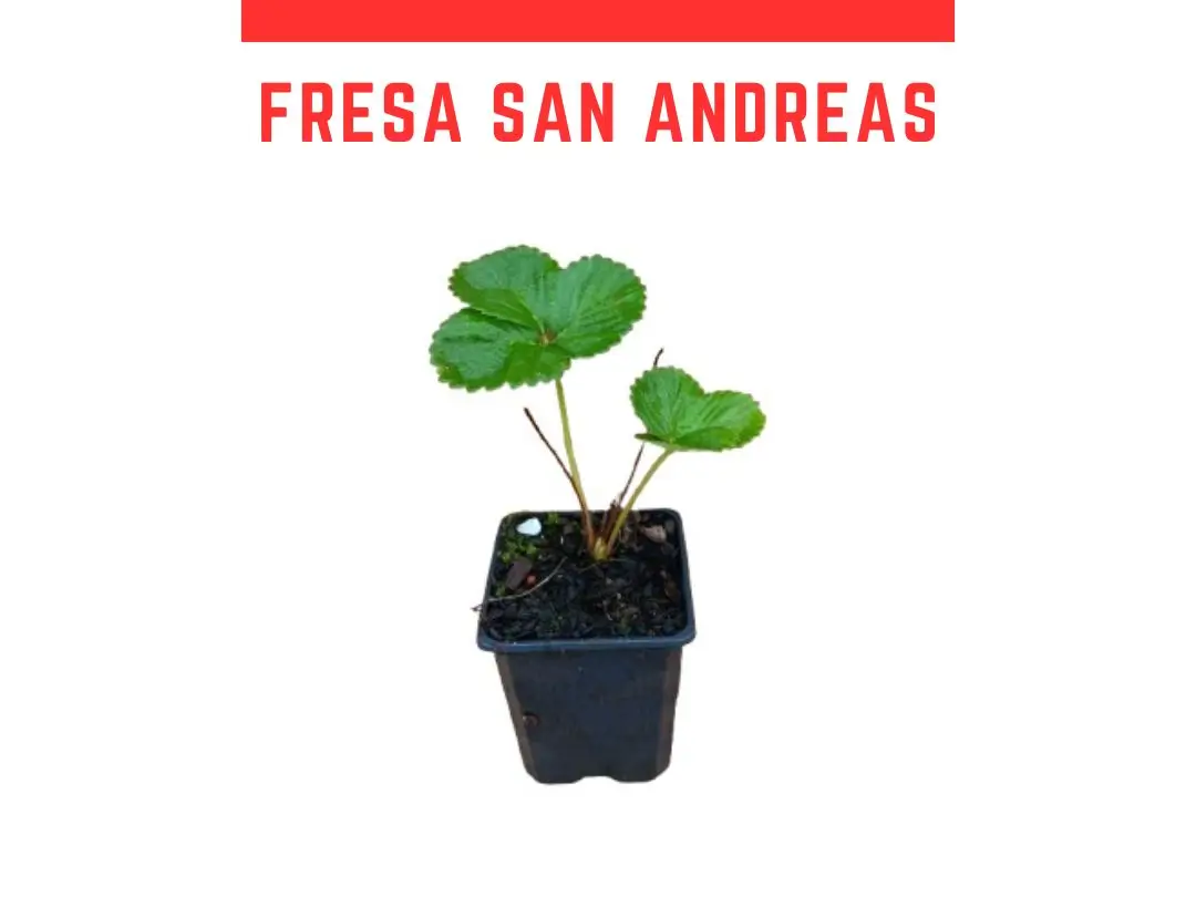 Venta de plantas de fresa San andreas (Fresn)