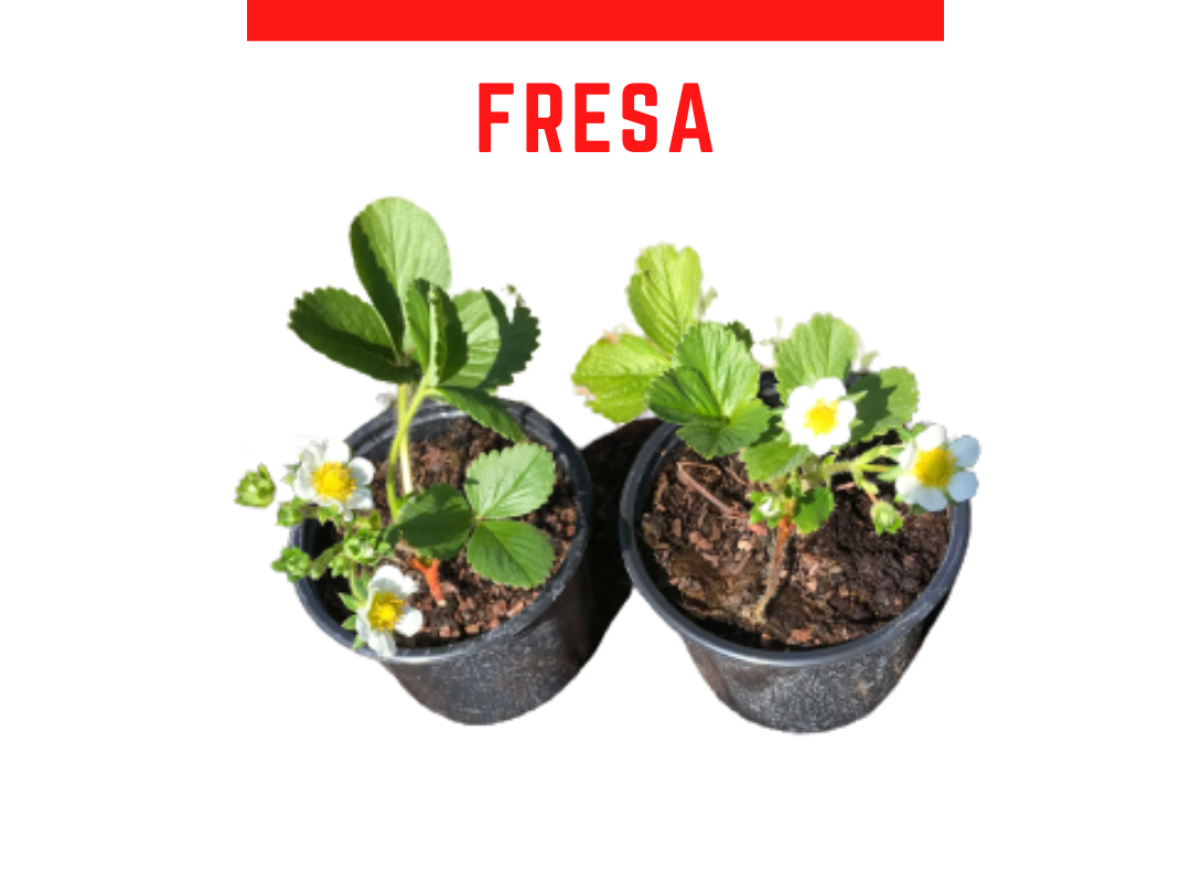 Venta de plantas de fresa San andreas (Fresn)