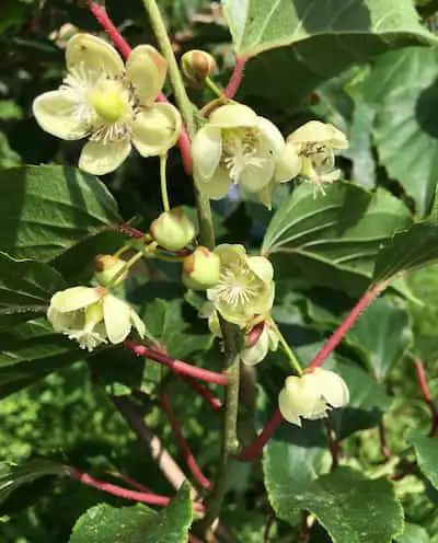 Floración del mini kiwi kiwiberry kiwiño kiwi enano
