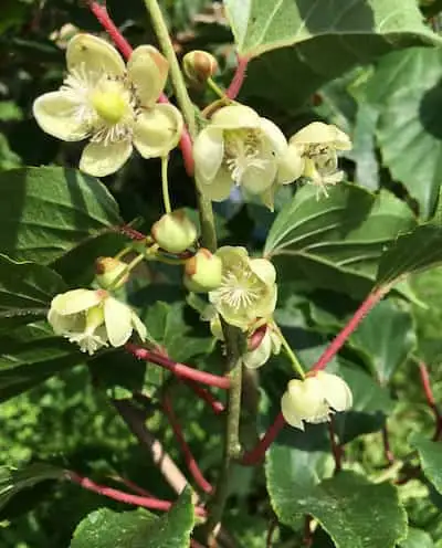 Floracin del mini kiwi kiwiberry kiwio kiwi enano