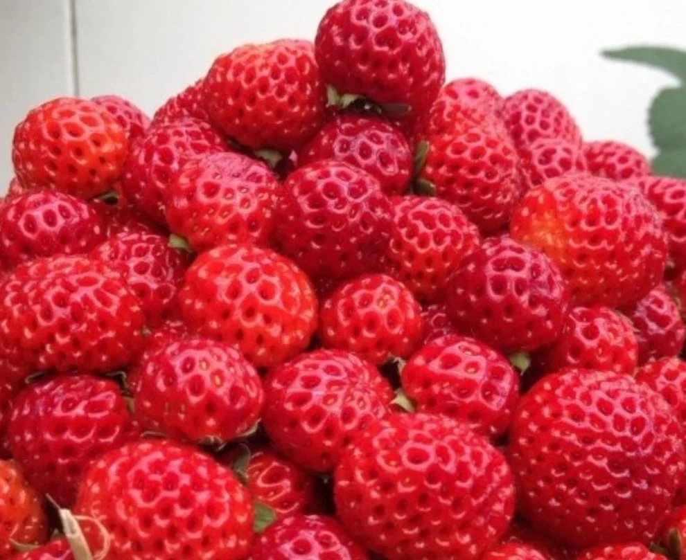 Framberry Mieze Schindler plantas
