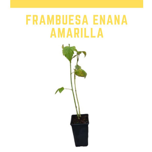 Planta frambuesa enana amarilla maceta
