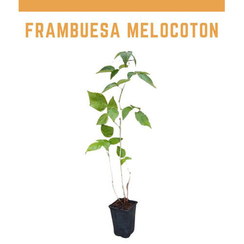 Planta frambuesa melocoton 1,5