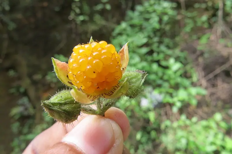 Planta frambuesa del Himalaya Rubus Ellipticus Ainselu